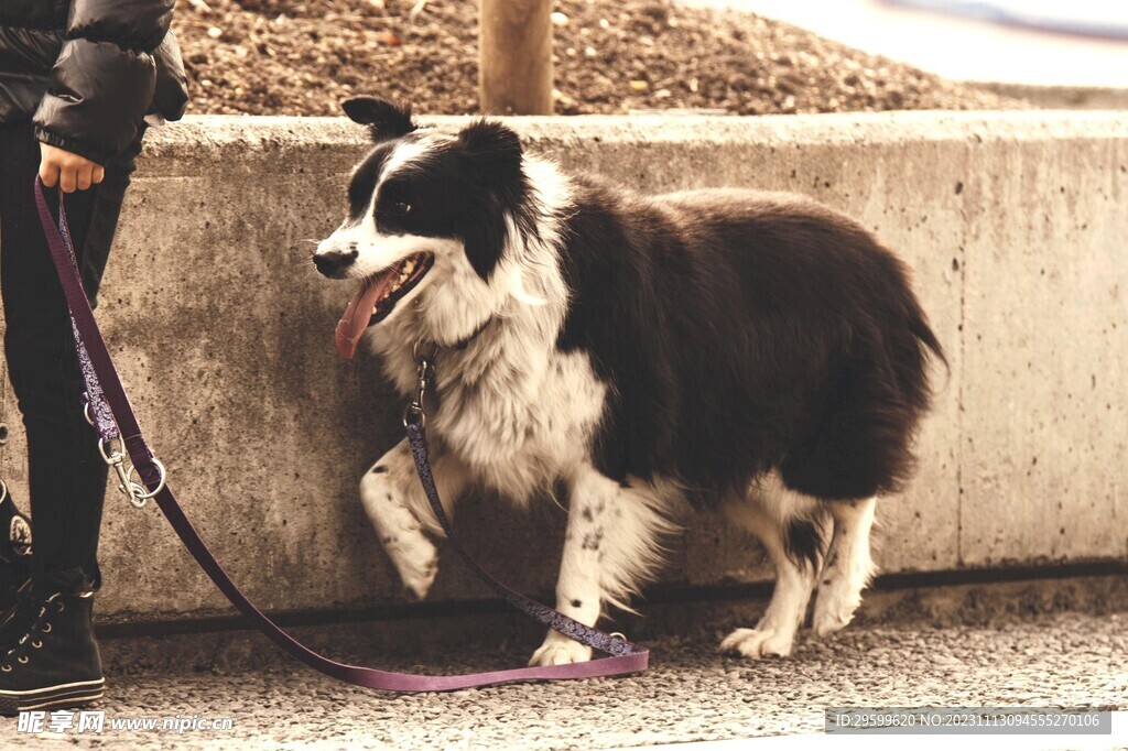 中华田园犬  