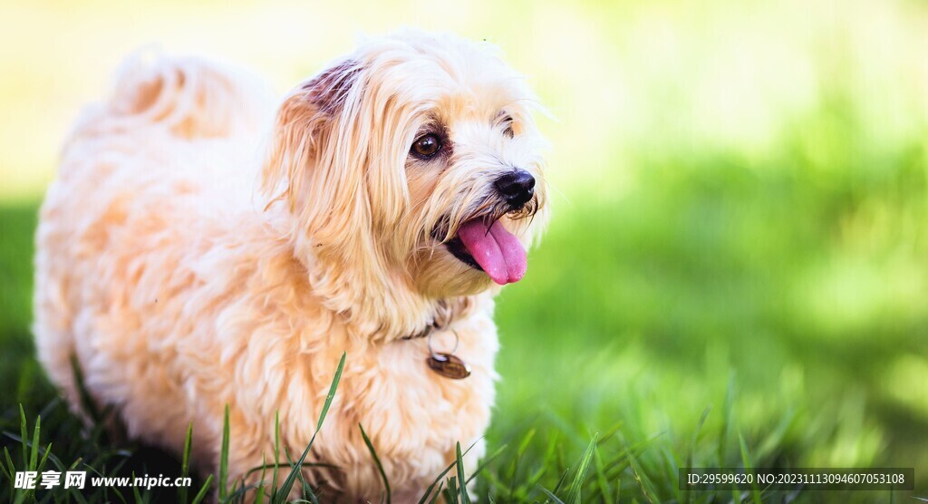 中华田园犬  