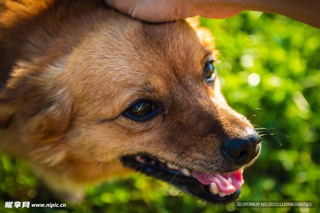 中华田园犬 