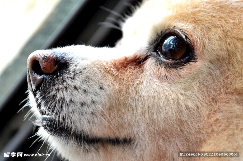 中华田园犬 
