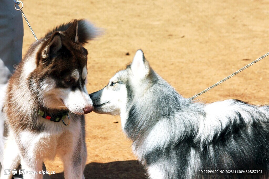 中华田园犬 