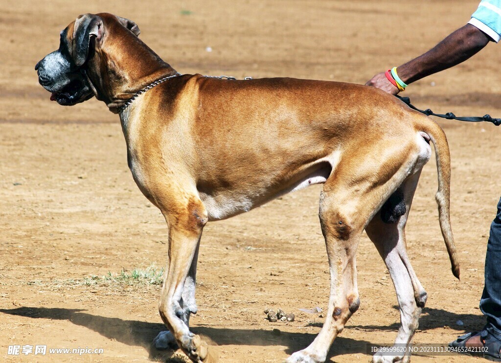 中华田园犬  