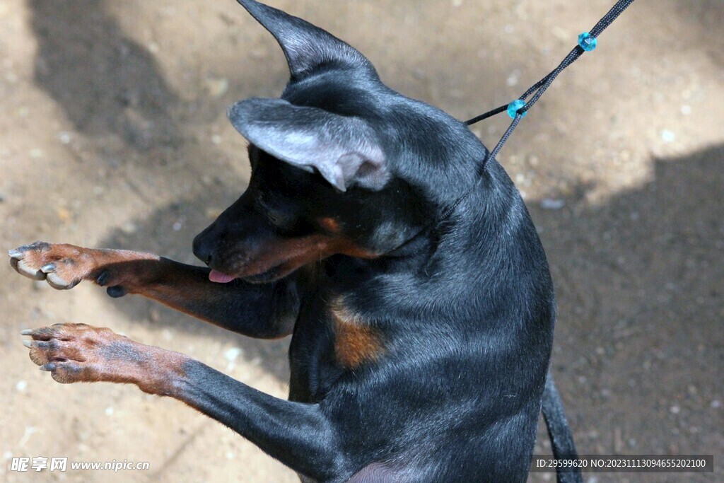 中华田园犬 