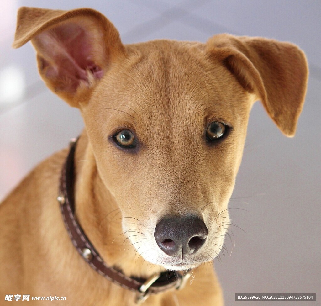 中华田园犬  