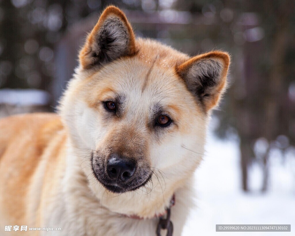 中华田园犬  