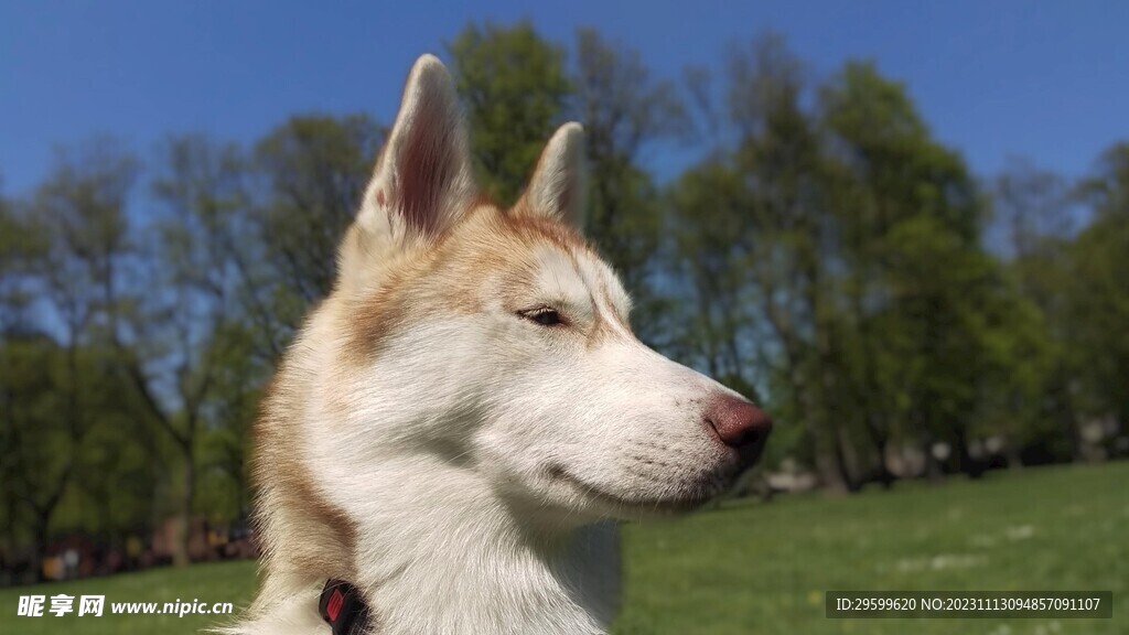 中华田园犬 