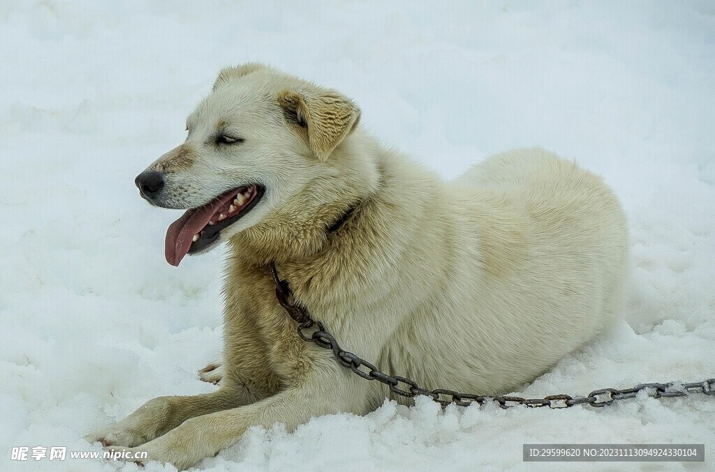 中华田园犬 