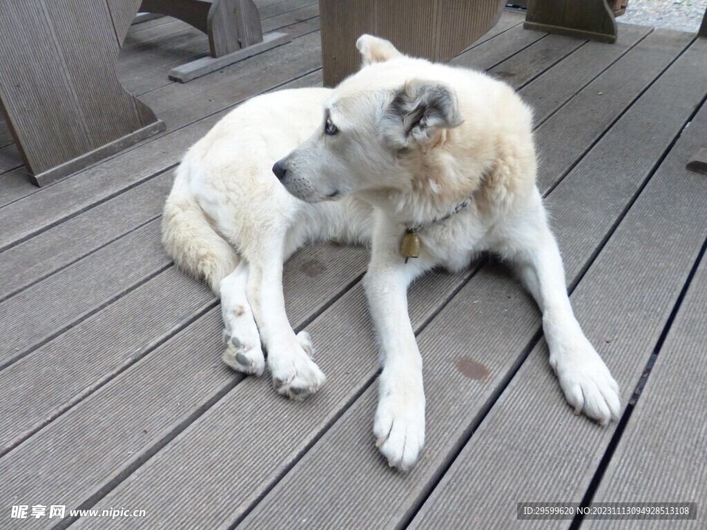 中华田园犬  