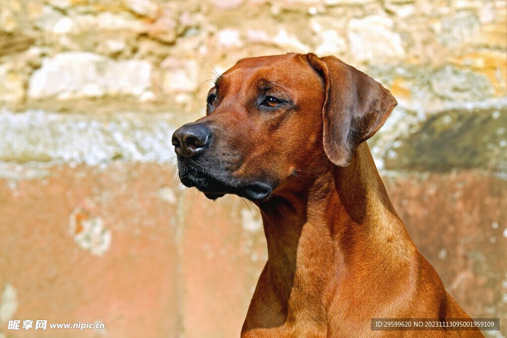 中华田园犬 