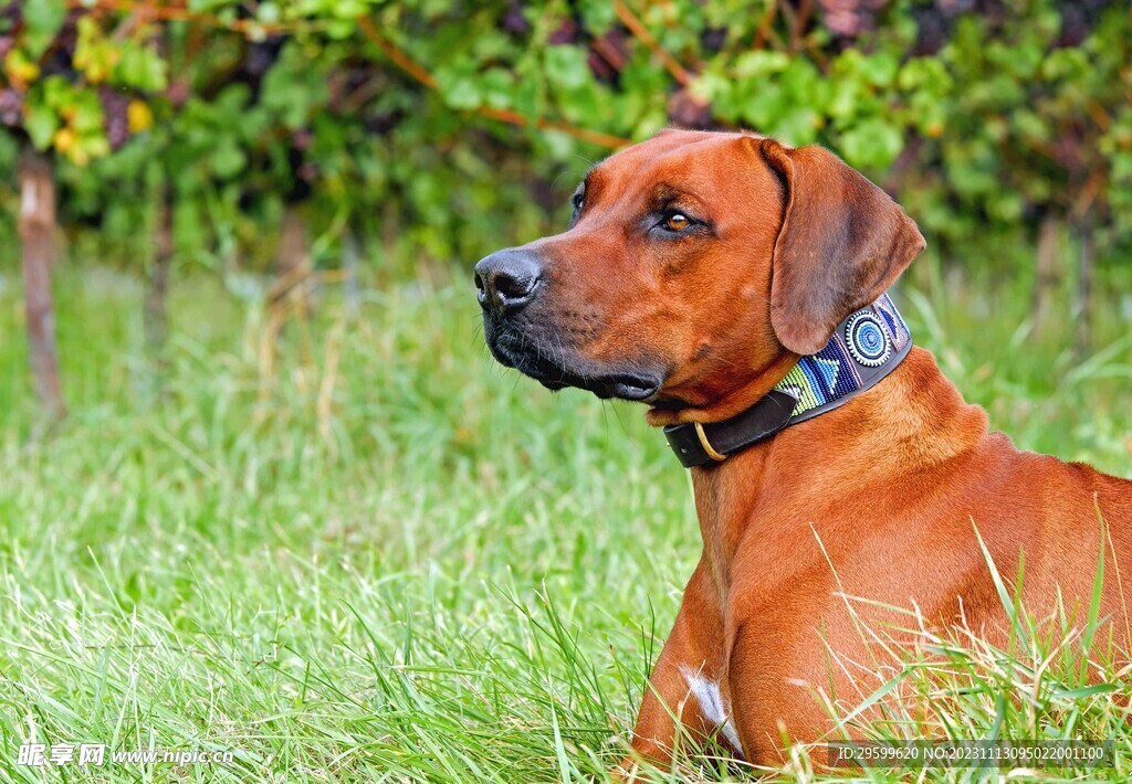 中华田园犬 