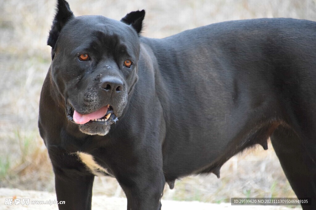 中华田园犬 