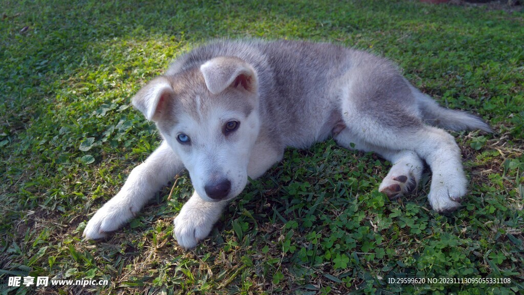 中华田园犬 