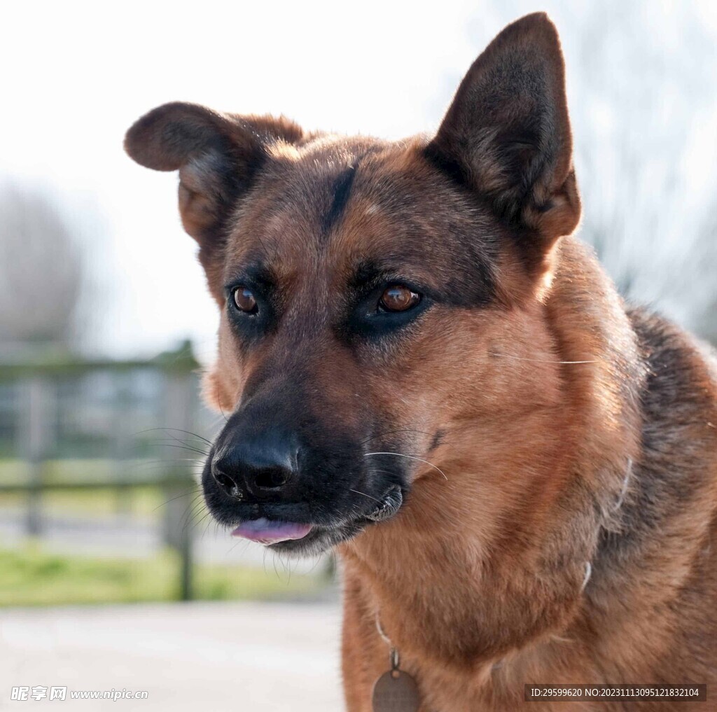 中华田园犬  