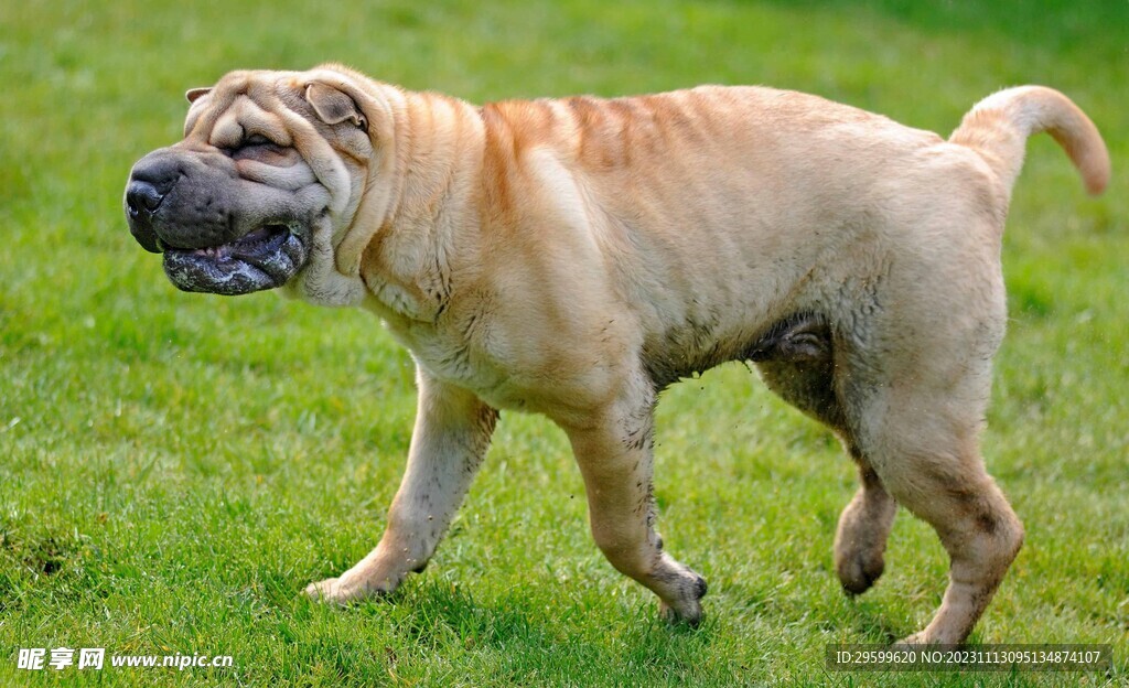 法斗犬 