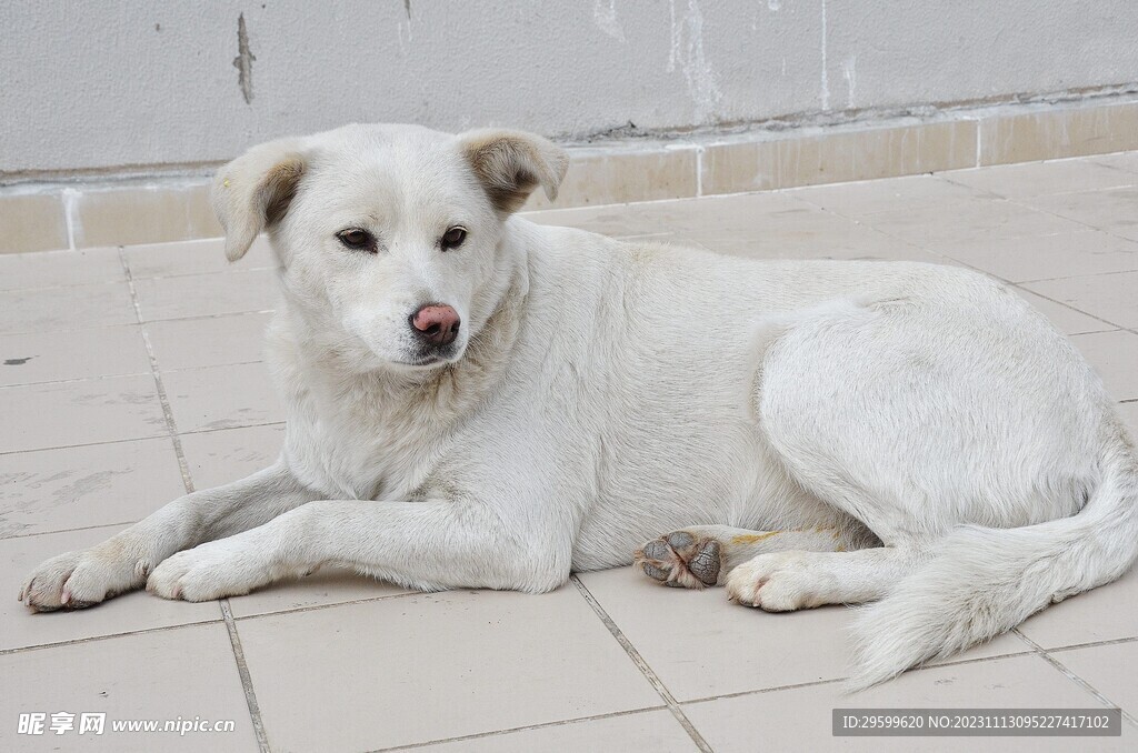 中华田园犬 