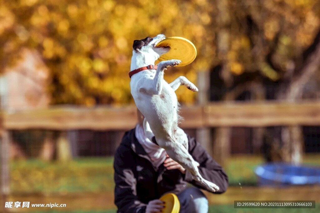 中华田园犬