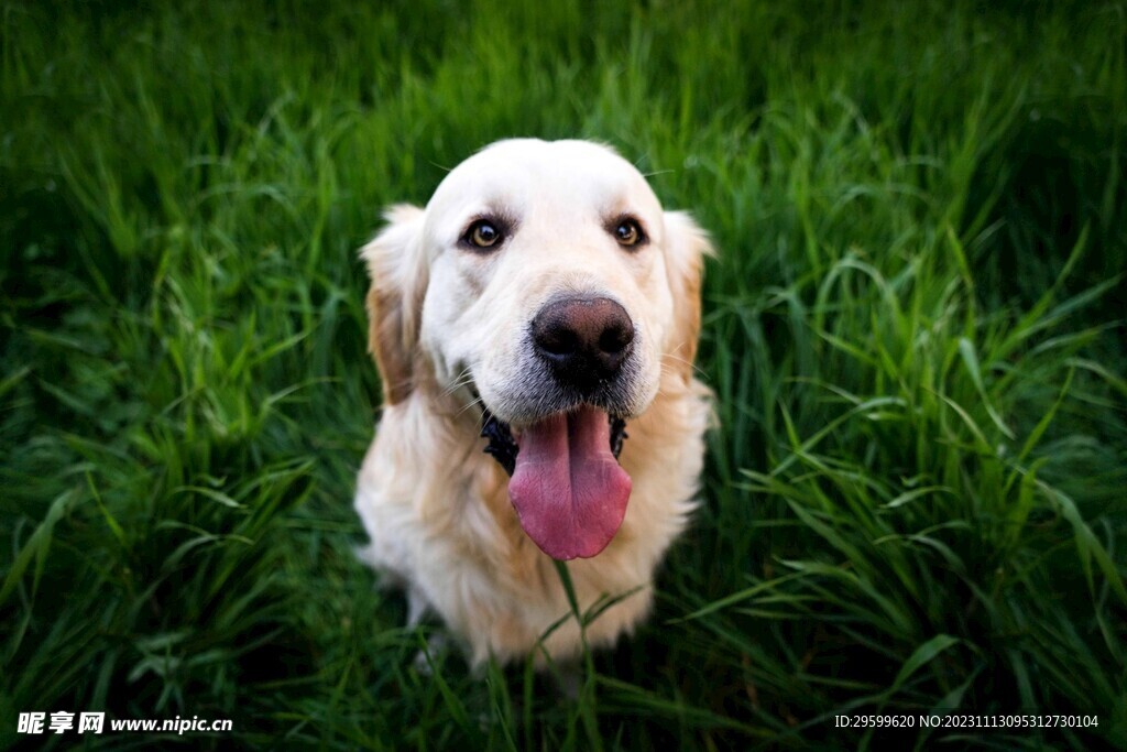拉布拉多犬  