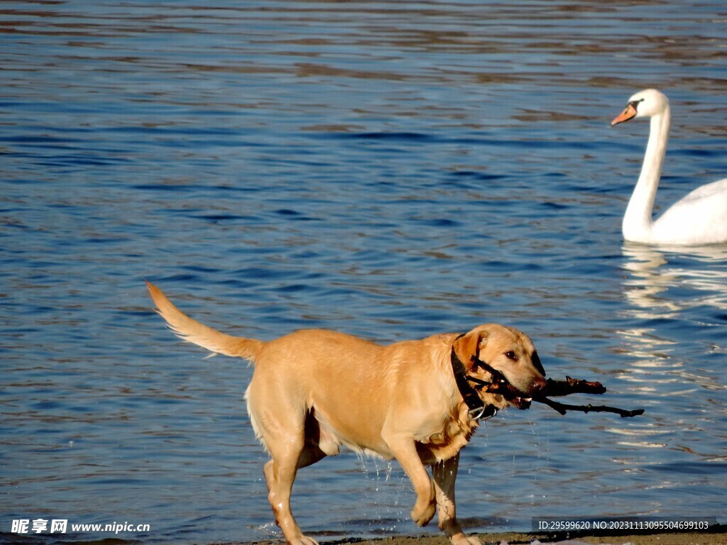 拉布拉多犬 