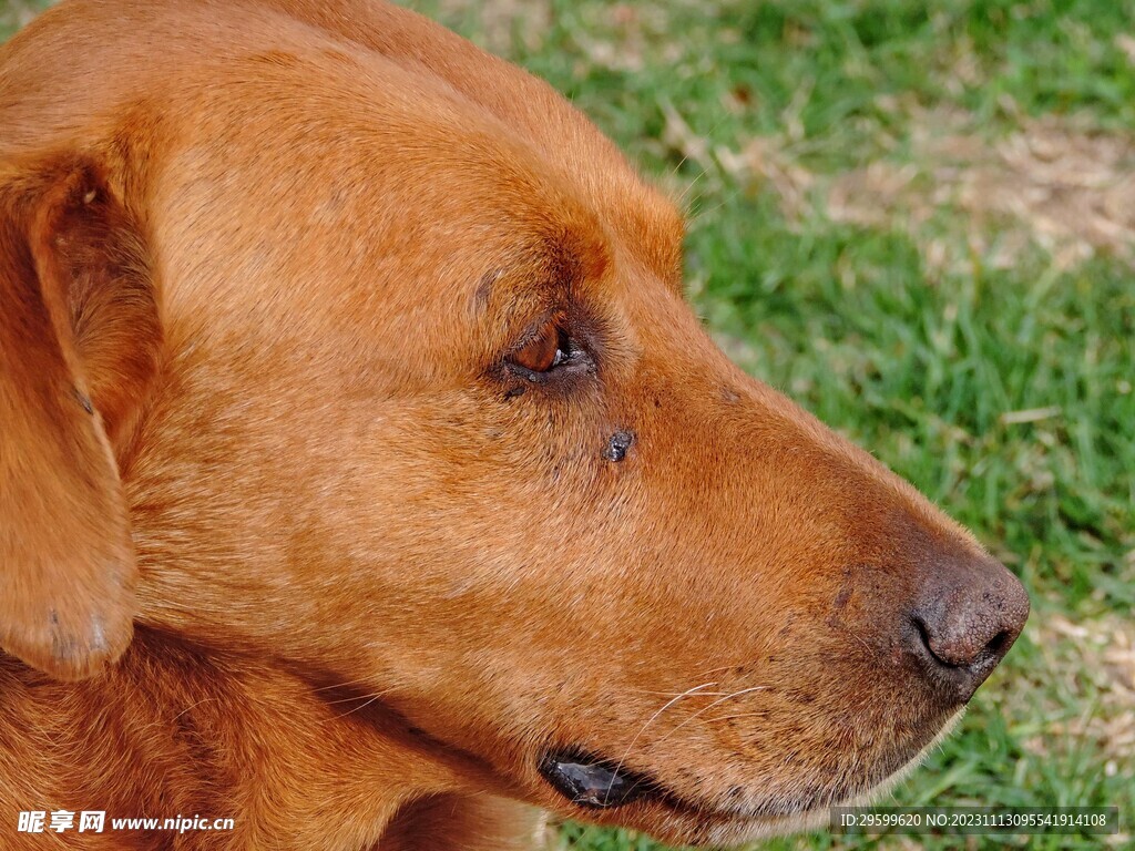 拉布拉多犬 