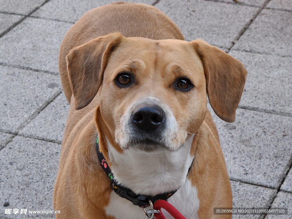 中华田园犬  