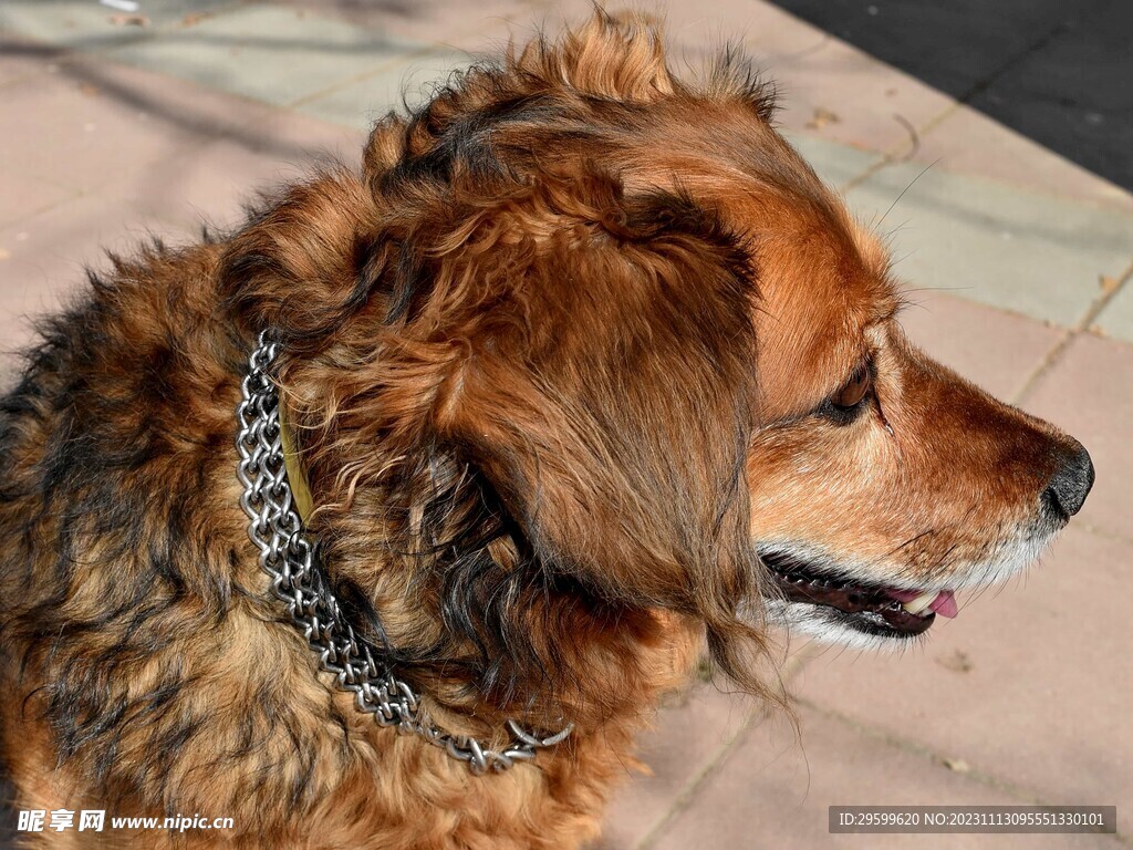 中华田园犬 