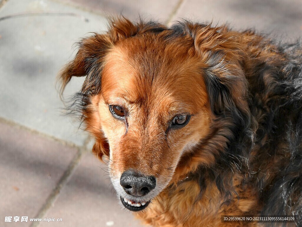 中华田园犬  