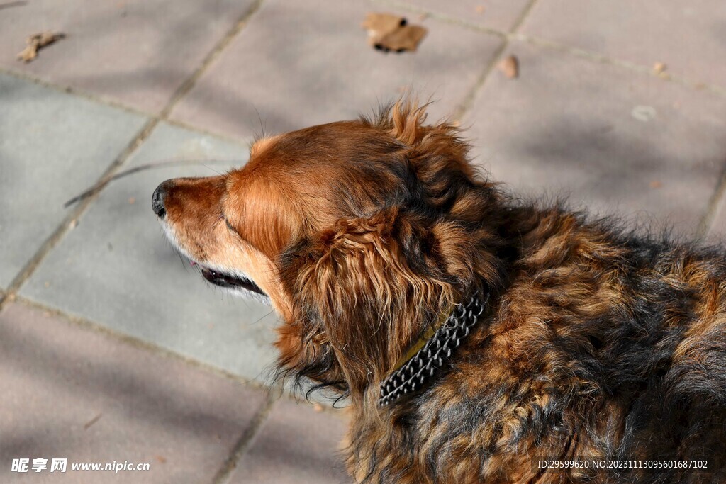 中华田园犬 