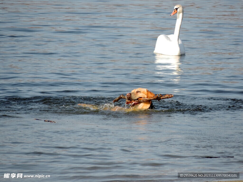 拉布拉多犬 