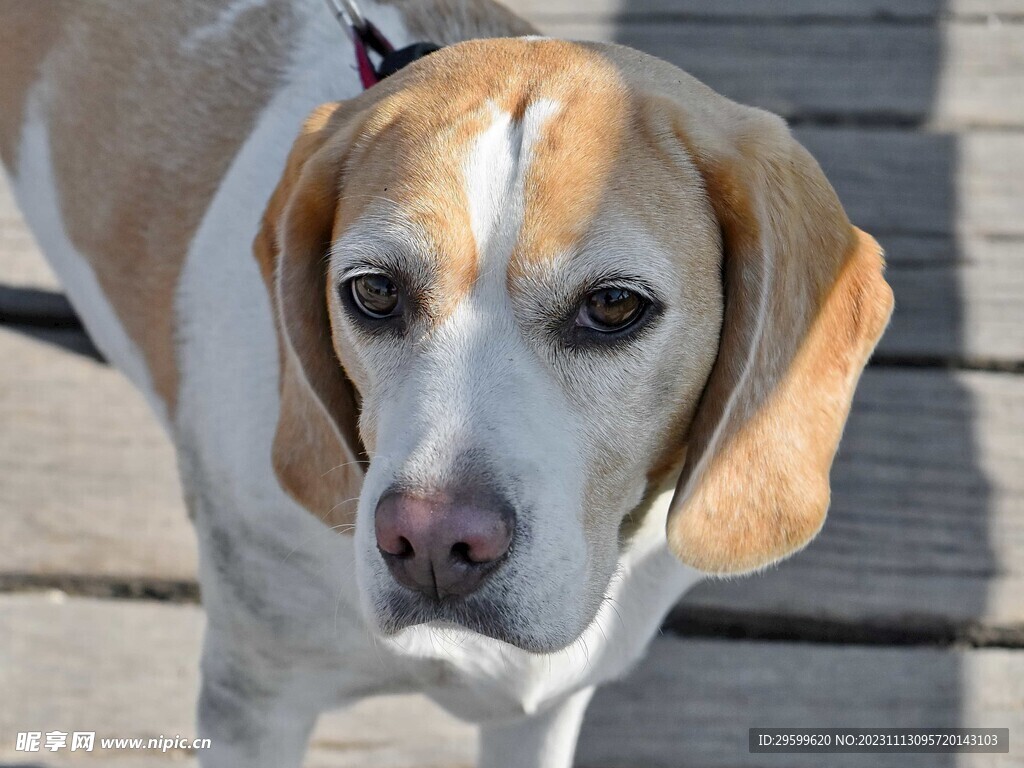 拉布拉多犬 