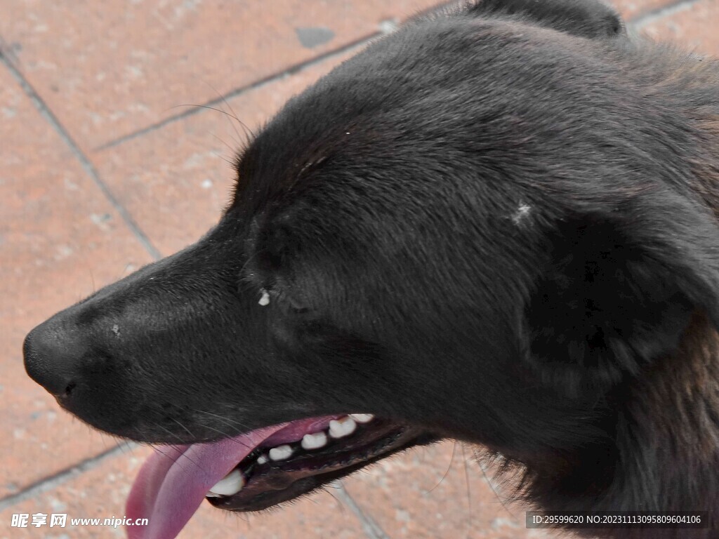 中华田园犬  