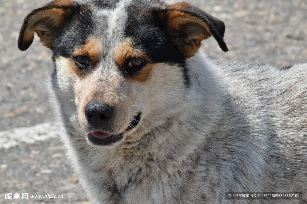 中华田园犬  