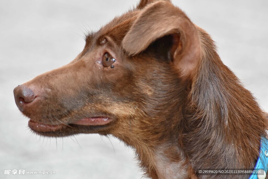 中华田园犬 