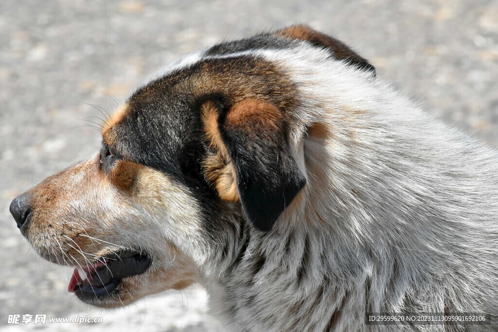 中华田园犬  