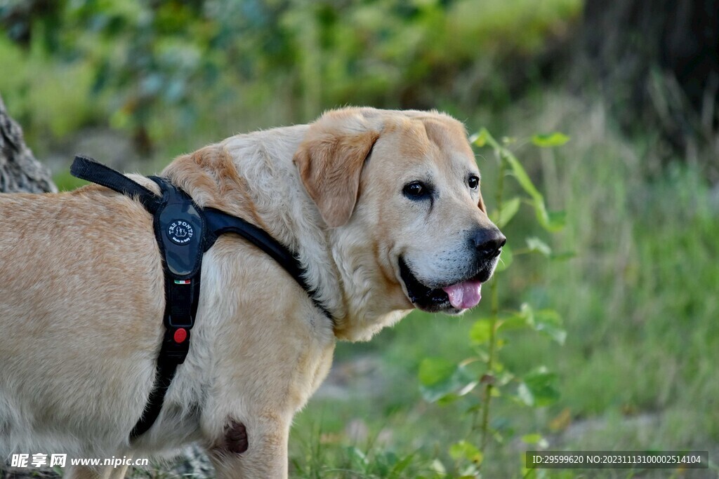 拉布拉多犬 