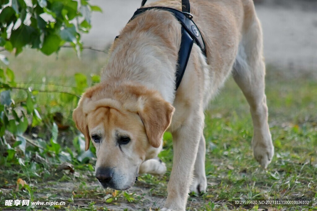 拉布拉多犬 