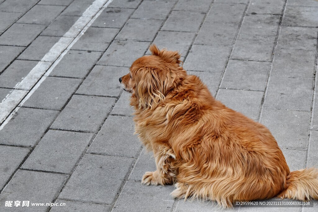 中华田园犬 