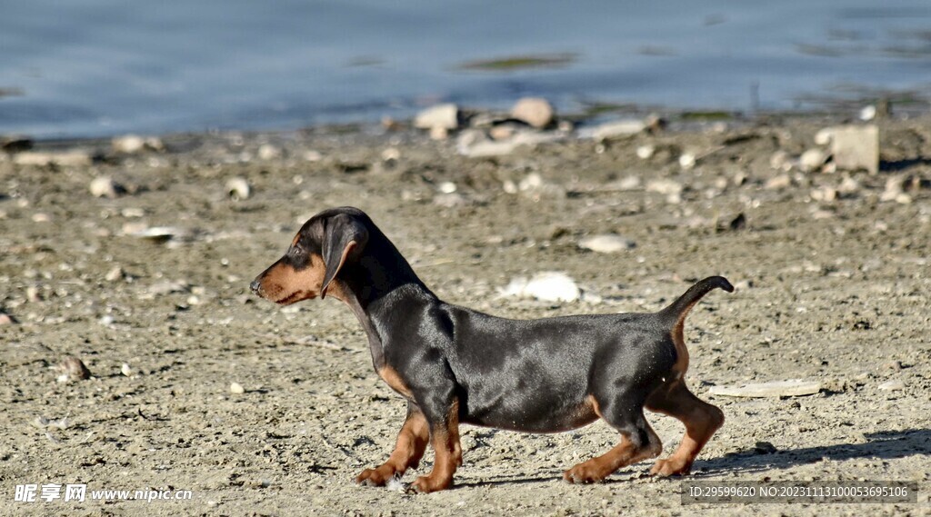 中华田园犬 