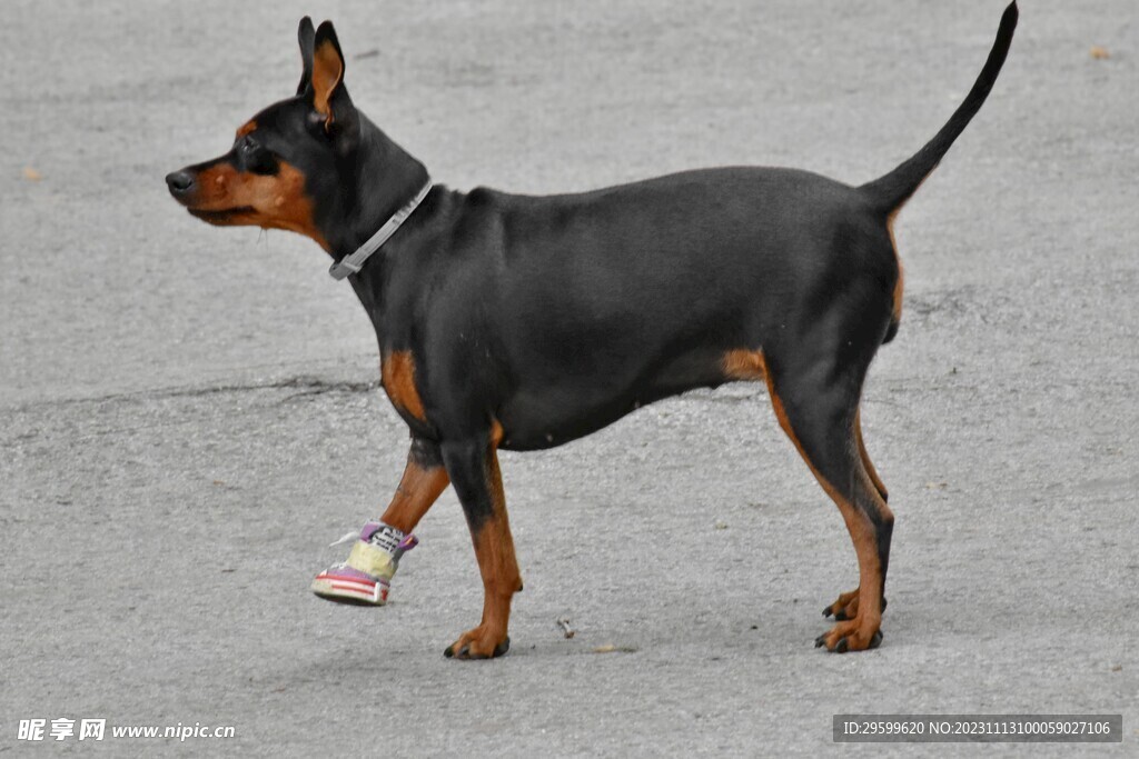 中华田园犬 