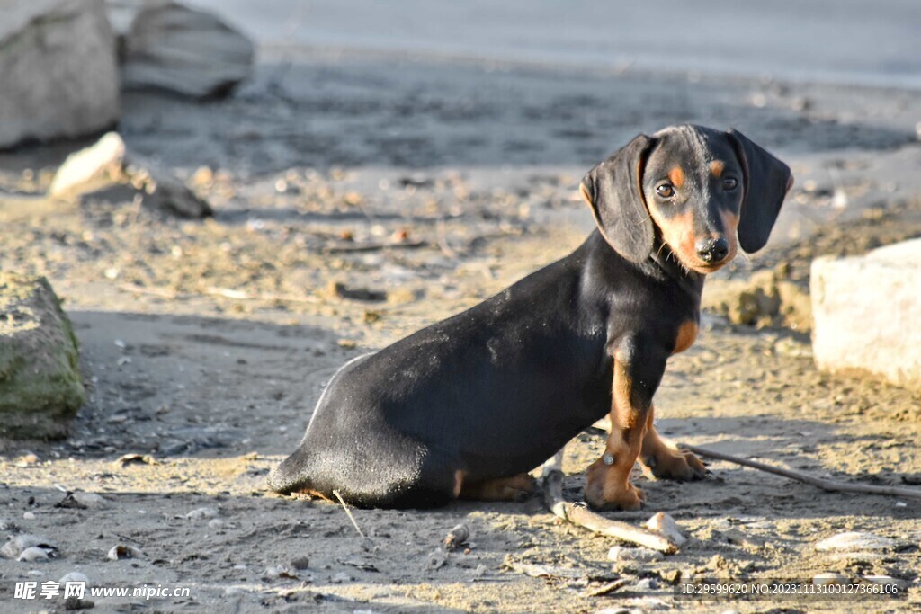 中华田园犬  