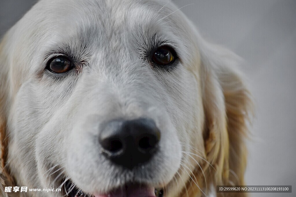 中华田园犬 