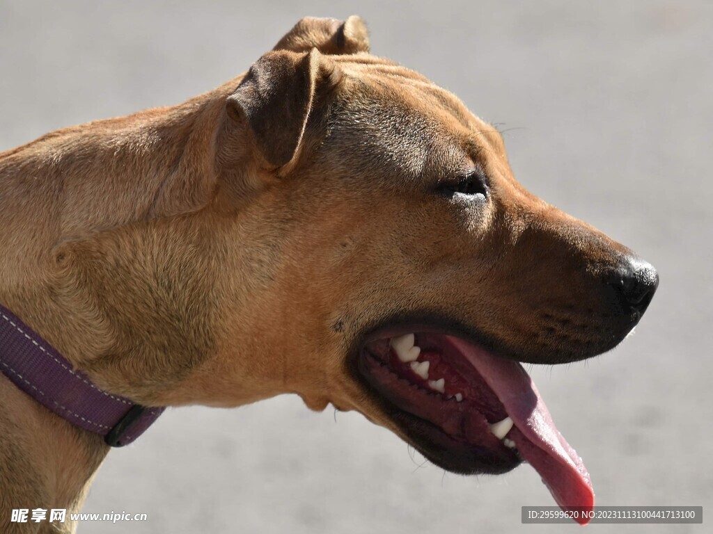 这个泰迪犬是什么狗串的啊？_百度知道