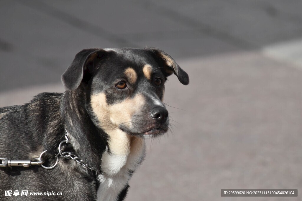 中华田园犬 