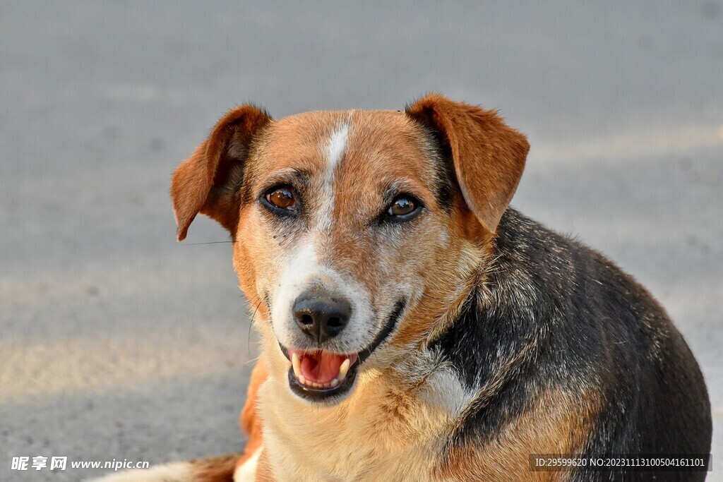 中华田园犬 