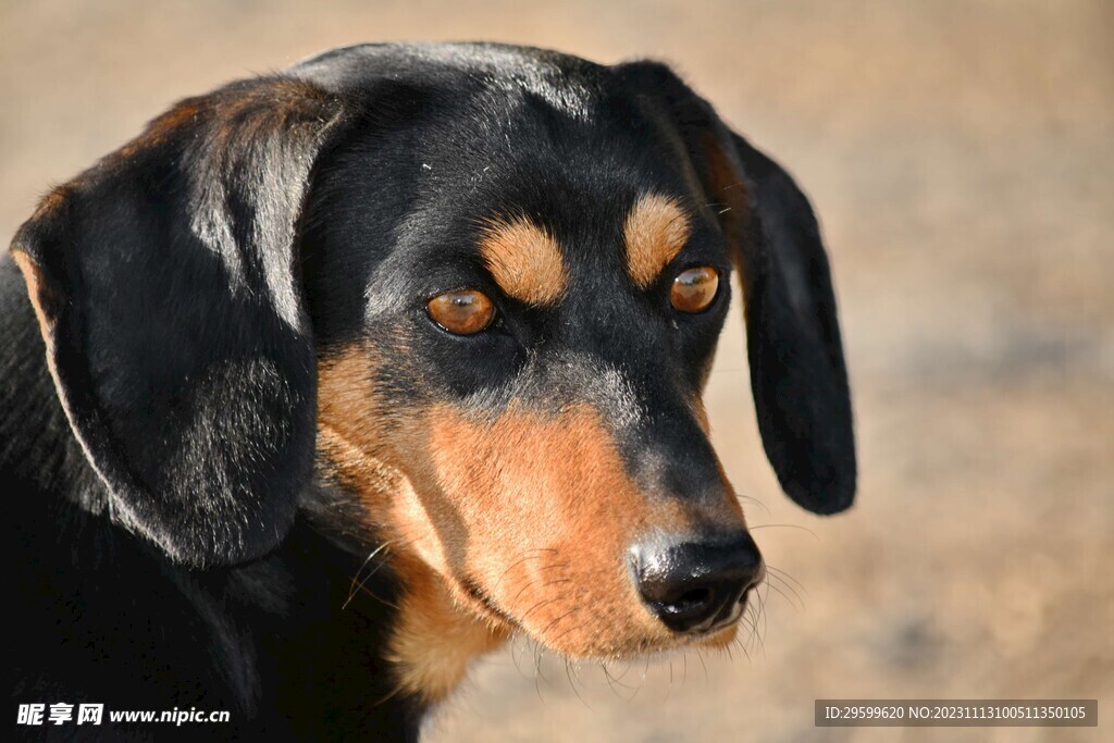 中华田园犬 