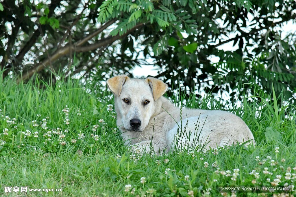 中华田园犬 
