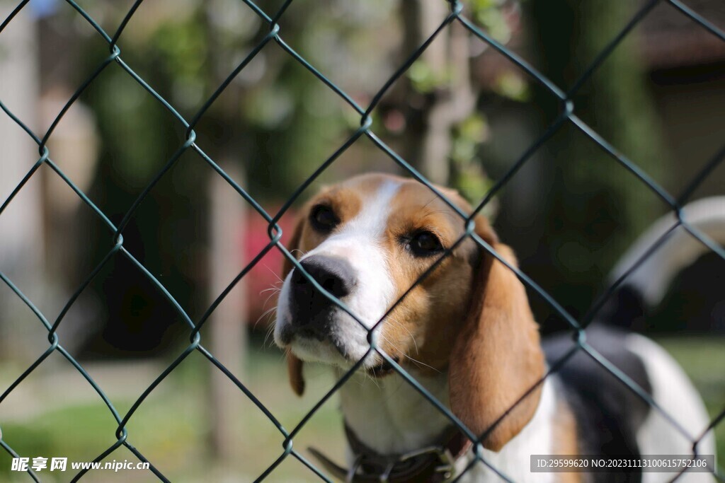中华田园犬  