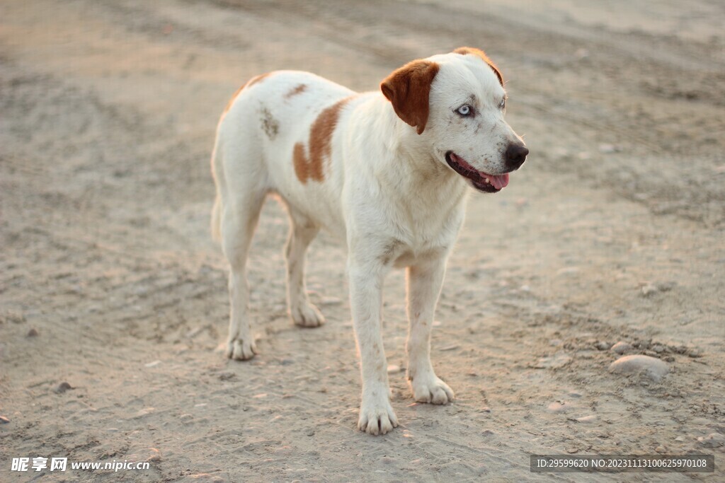 中华田园犬 