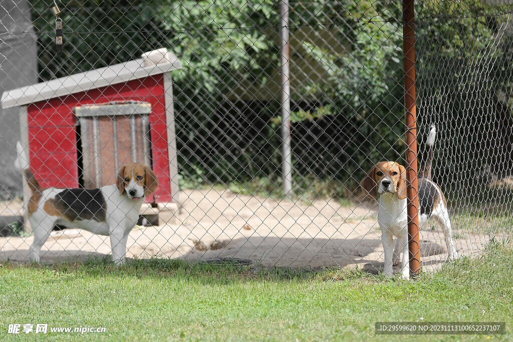 中华田园犬 