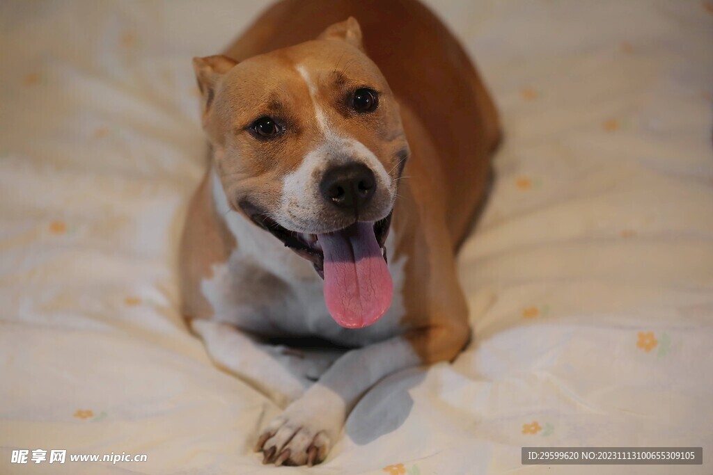 中华田园犬 