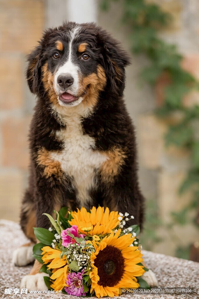 中华田园犬 